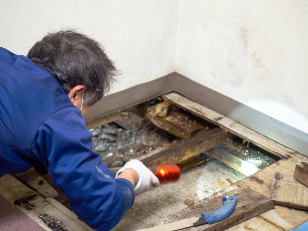 Best DIY Mold Remediation Support Services in Lincoln, AR