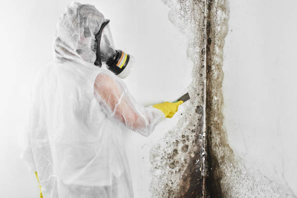 Best Bathroom Mold Remediation in Lincoln, AR