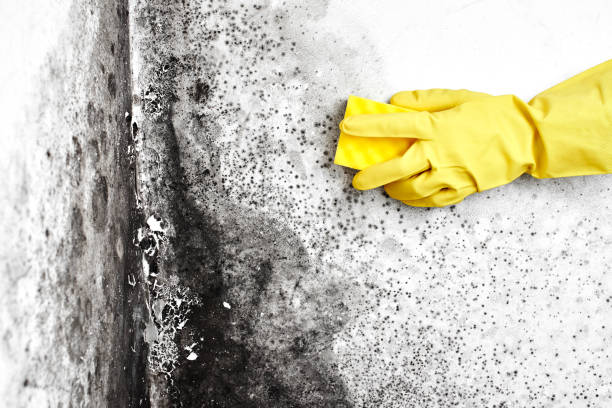 Professional Mold Remediation in Lincoln, AR