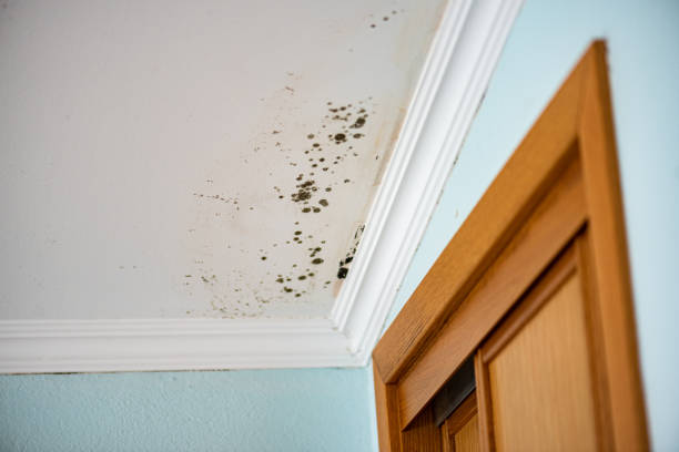 Best Post-Flood Mold Remediation in Lincoln, AR