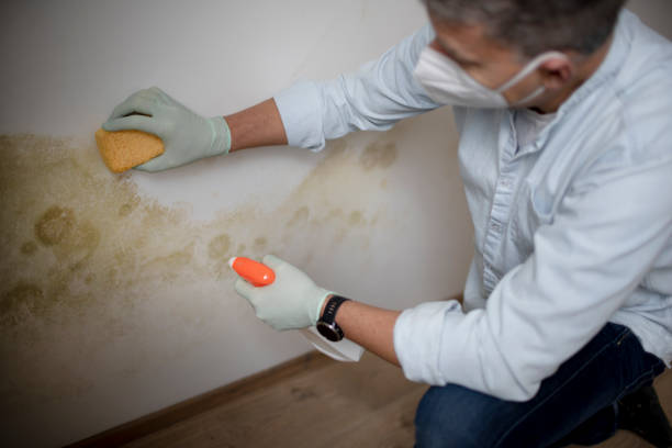 Best Commercial Mold Remediation in Lincoln, AR