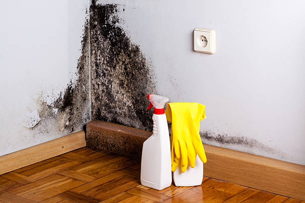 Best Residential Mold Remediation in Lincoln, AR