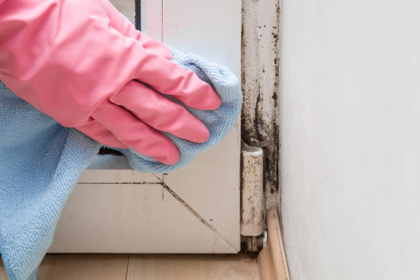 Best Mold Remediation for Specific Building Types in Lincoln, AR